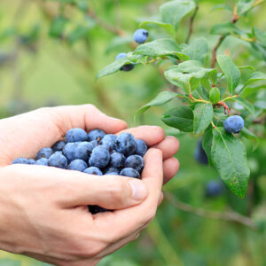 What's New in the Berry Patch Image